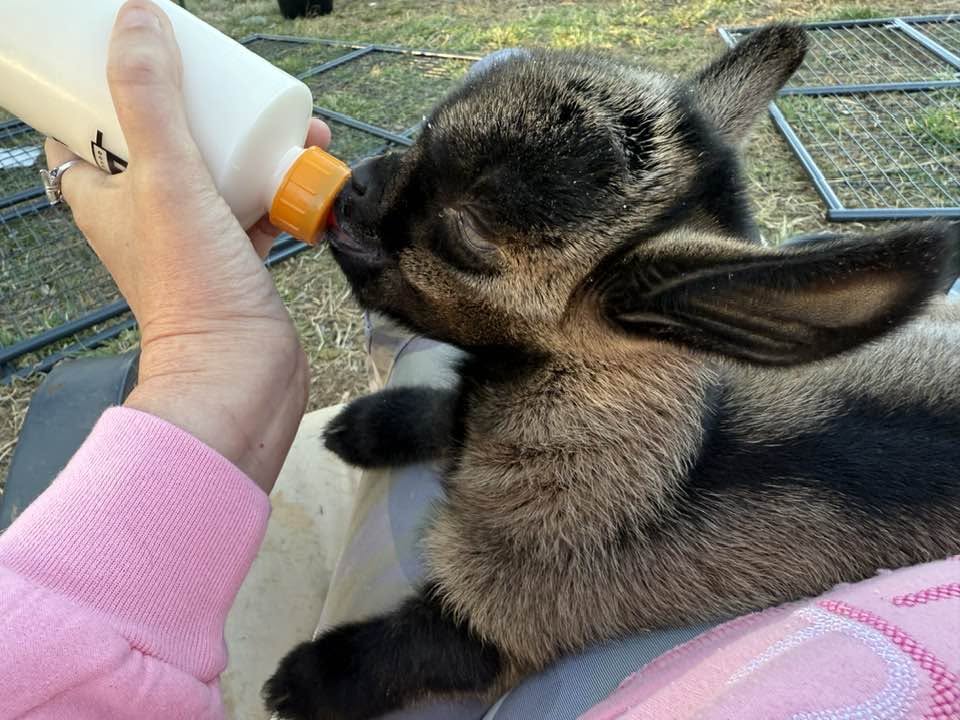 A baby goat being bottle-fed with gentle care at Harper Farm.